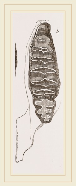 Teeth of African Elephant