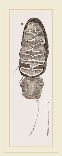 Teeth of African Elephant