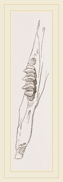 Teeth of Common Hare