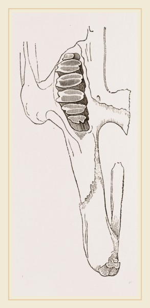 Teeth of Common Hare