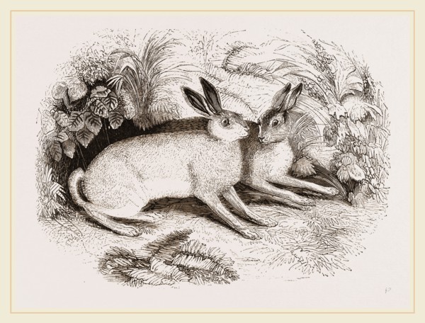 Syrian Hare