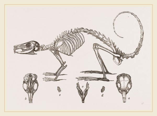 Skeleton and Skull of Cavier's Lagotis