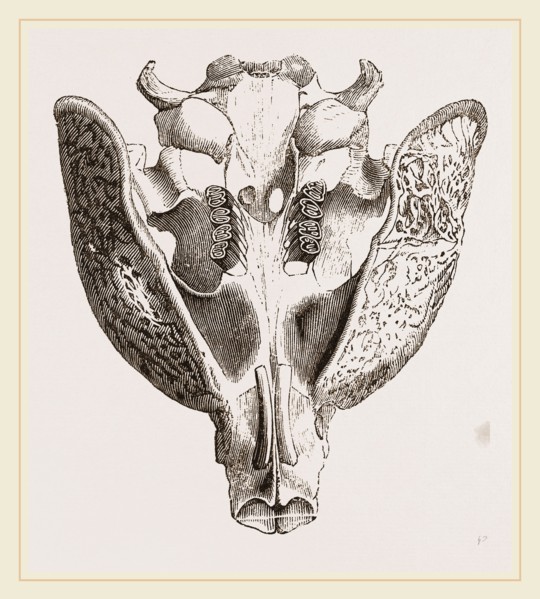 Upper jaw of Paca