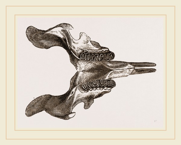 Lower jaw of Paca