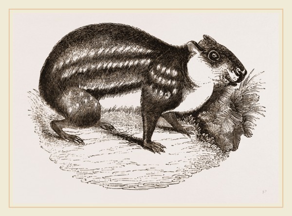 Dusky Paca