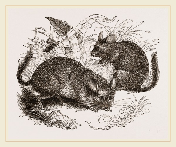 Chinchilla