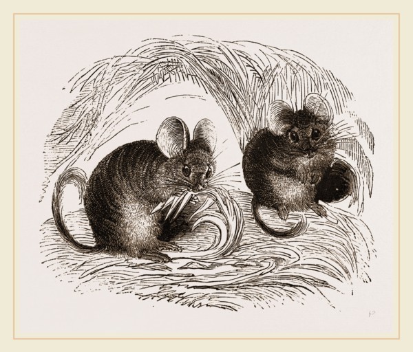 Chinchilla