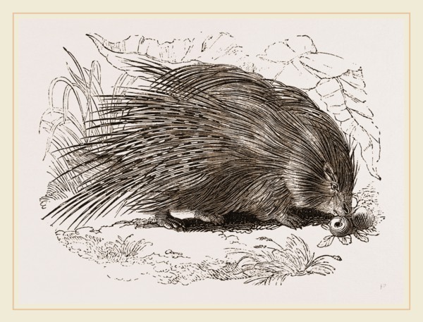 Common Porcupine