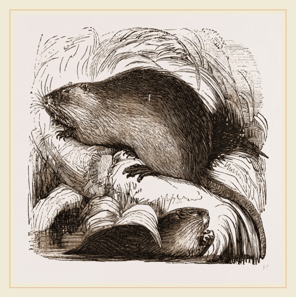 Coypu