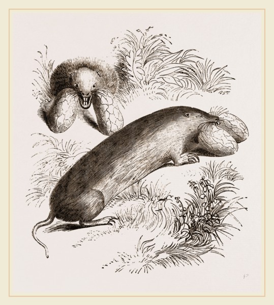 Canada Sand-Rat