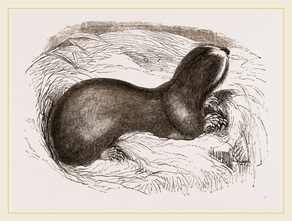 Mole-rat