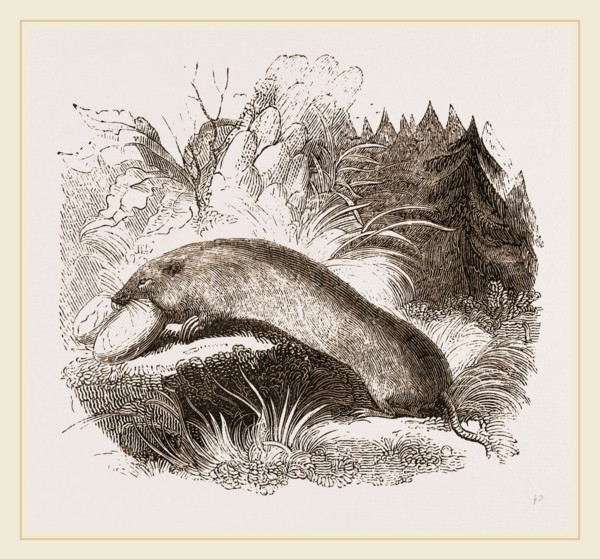 Canada Sand-rat