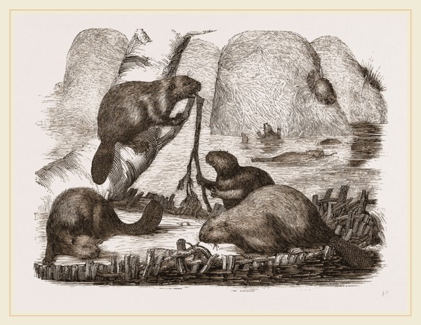Beavers