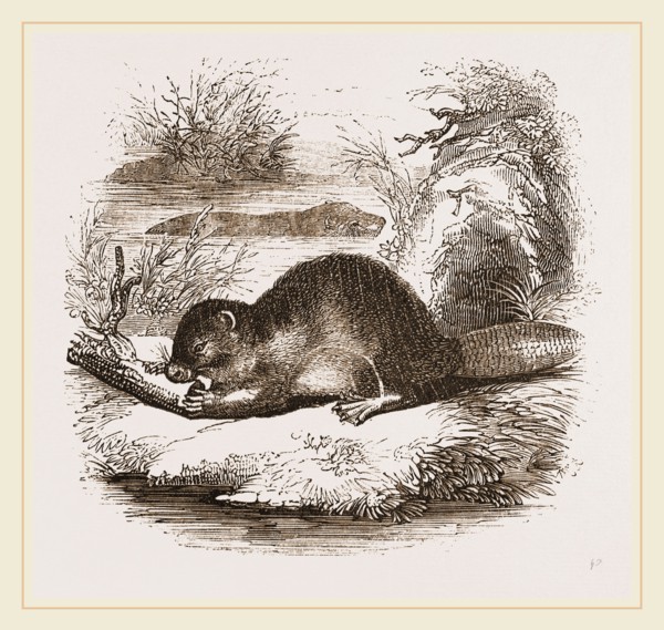 Beaver