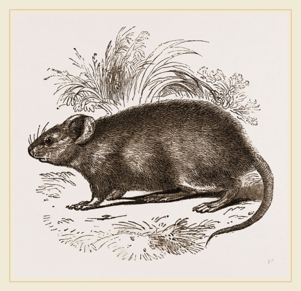 Caffre Broad-eared Rat