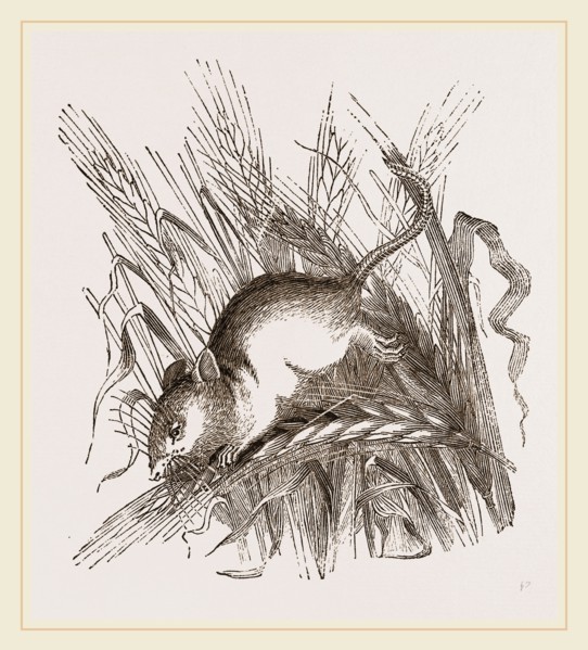 Harvest Mouse