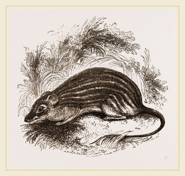 Barbary Mouse
