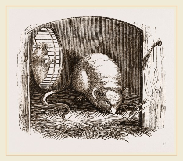 Common Mouse