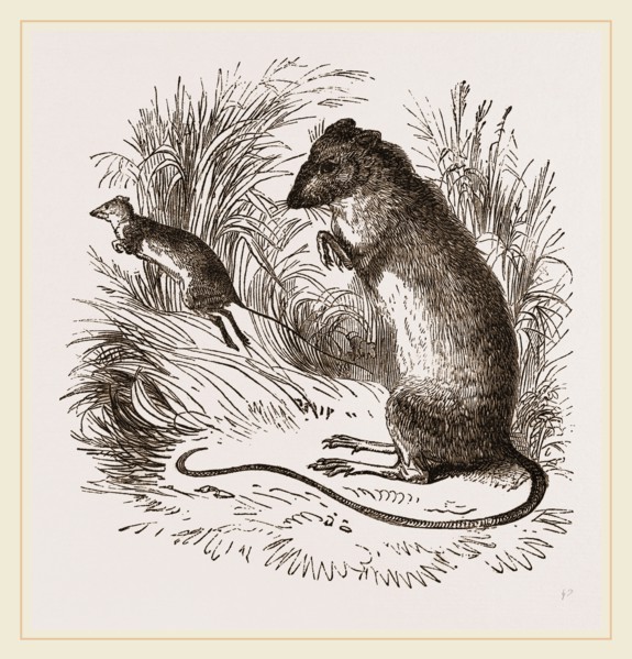 Labrador Jumping Mouse