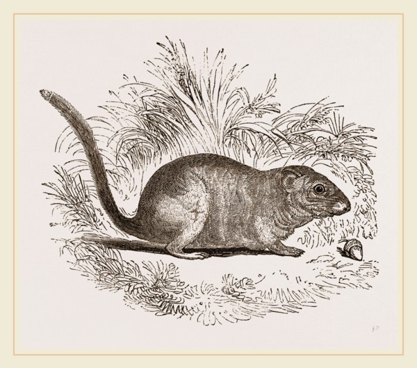 Common Dormouse