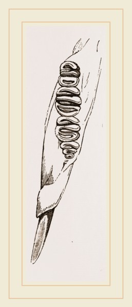 Teeth of Dormouse