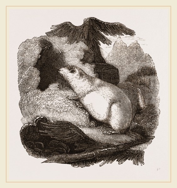 Alpine Marmot
