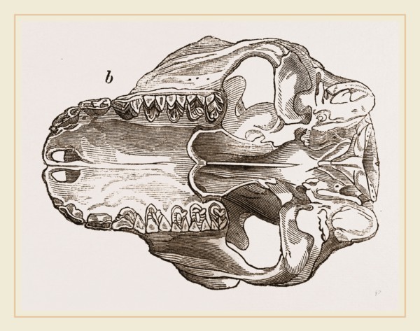 Skull of Galeopithecus Philippinensis