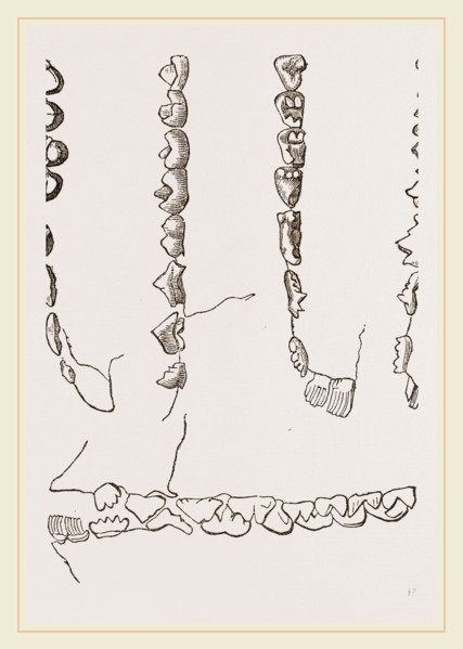 Teeth of Colugo