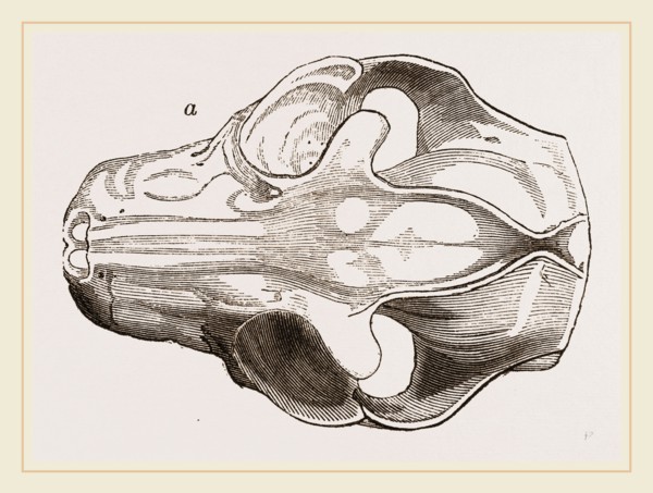 Skull of Galeopithecus Philippinensis
