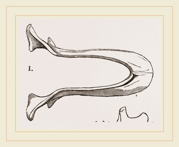 Lower Jaw and Teeth of Galeopithecus Temminckii