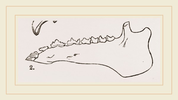 Lower Jaw and Teeth of Galeopithecus Temminckii