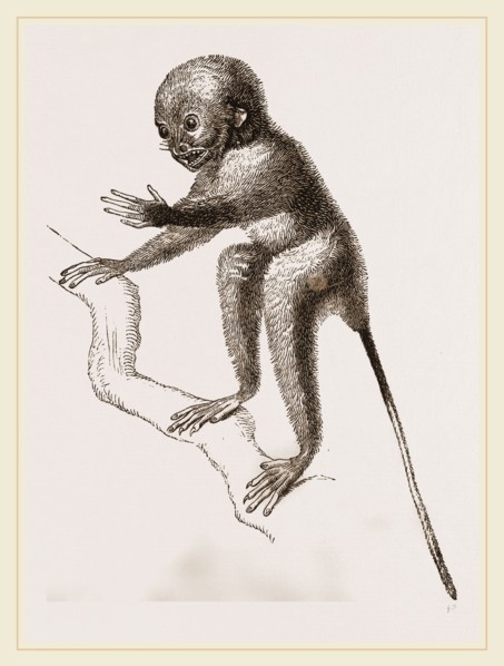 Banca Tarsier