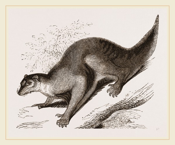 Colugo
