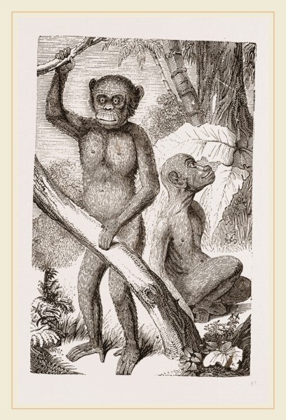The Chimpanzee