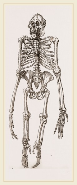 Skeleton of Orang-Outan