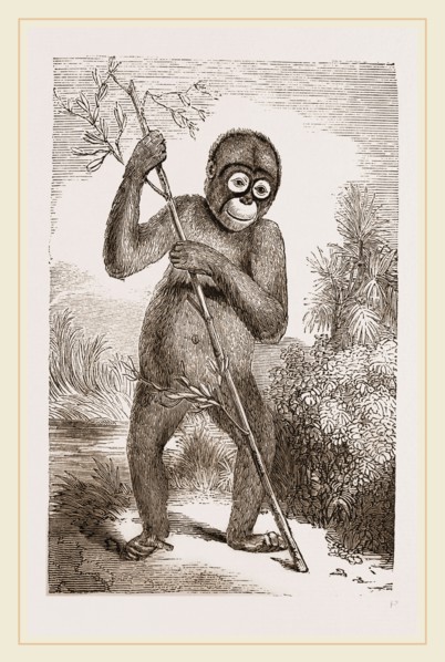 Orang-Outan