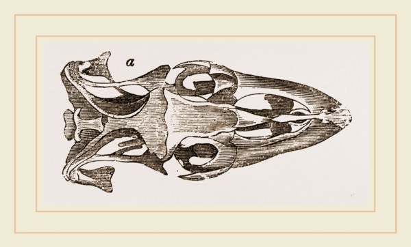 Skull of Varan the Nile