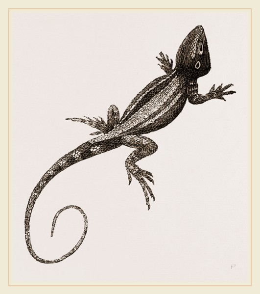 Muricated Lizard