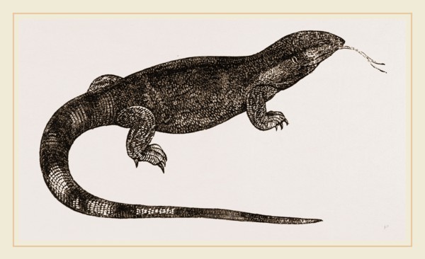 White-throated Varan