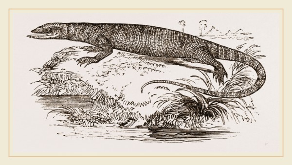 Varan of the Nile