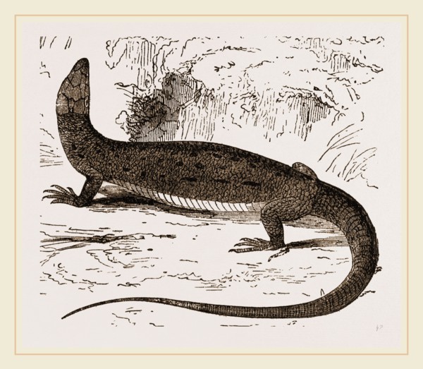 Viviparous Lizards