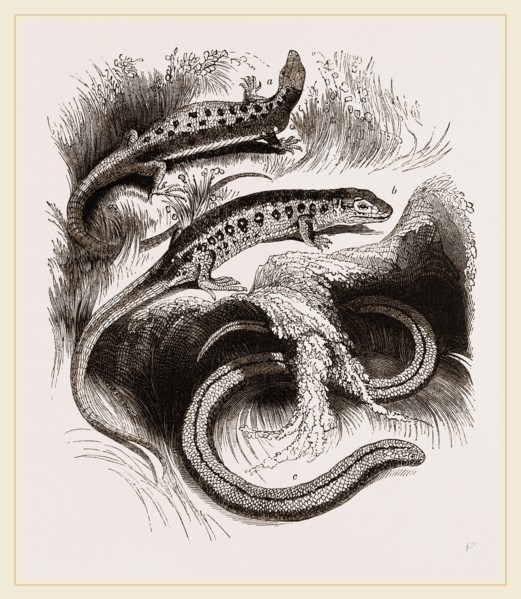 Group of Lizards
