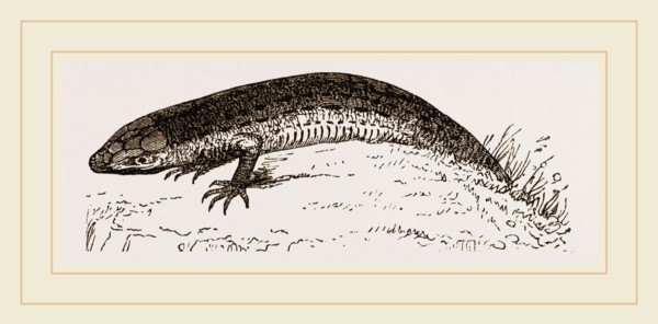 Viviparous Lizards