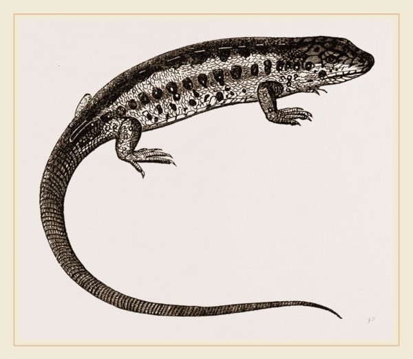 Sand-Lizard