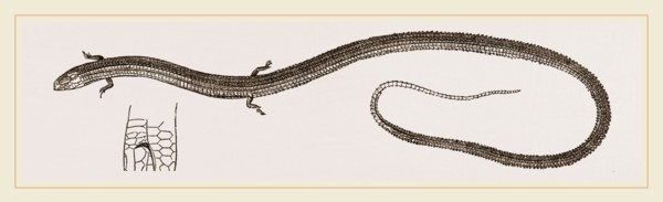 Four-toed Snake-Lizard
