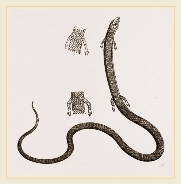 Four-toed Snake Lizard