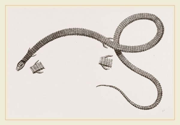Anguine Lizard