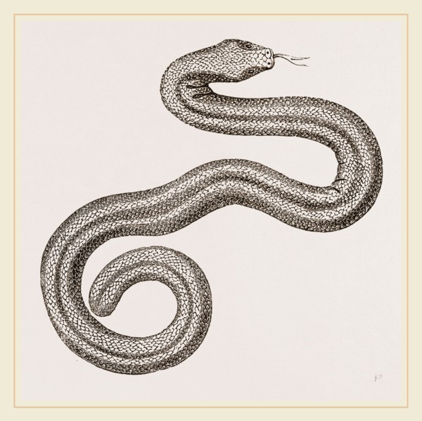 Dusky Amphisbaena