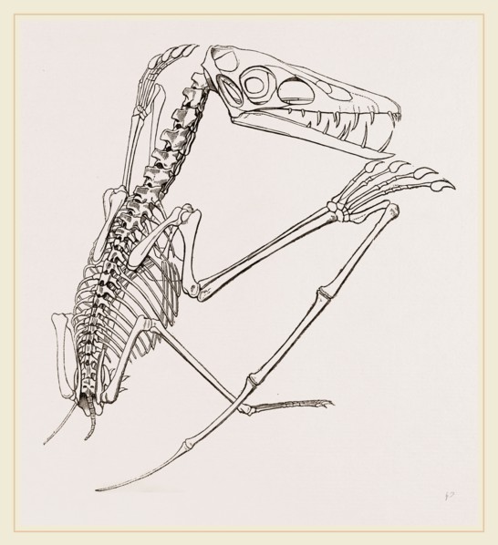Thick-muzzled Pterodactyle restored