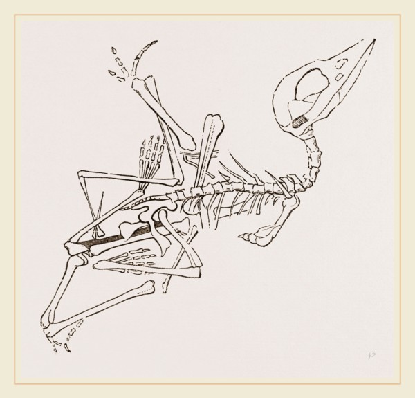 Short-muzzled Pterodactyle